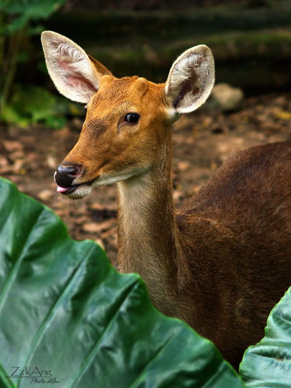 First time to Malacca Zoo : Alcove de Anggur